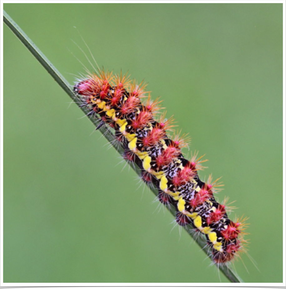 Acronicta oblinita
Smeared Dagger (Smartweed Caterpillar)
Perry County, Alabama